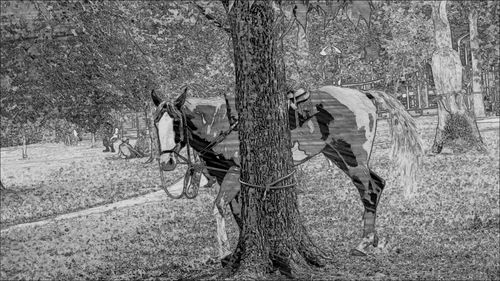 horse
