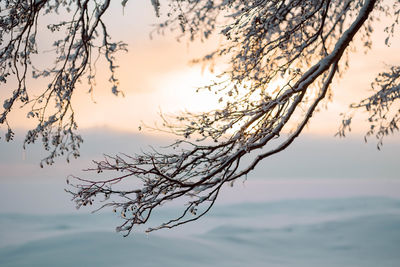 Beautiful winter landscape with field of white snow and tree branches in hoarfrost at sunset frosty 