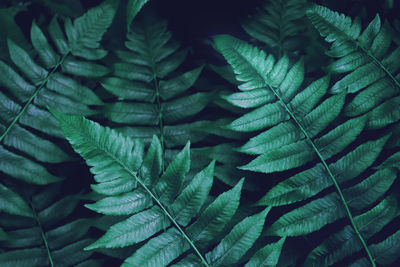 Full frame shot of leaves