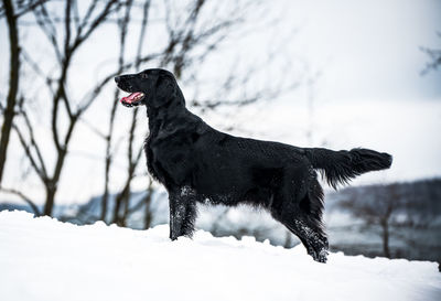 Black dog on snow covered land