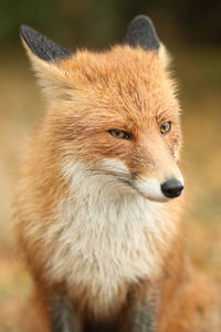 Close-up of fox looking away