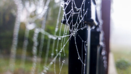 Close-up of spider on web