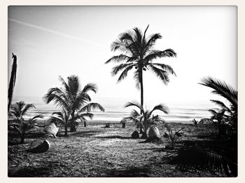 Scenic view of palm trees against sky