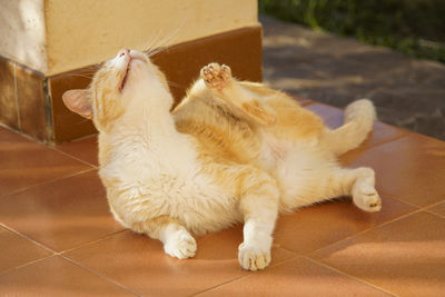 Close-up of a cat