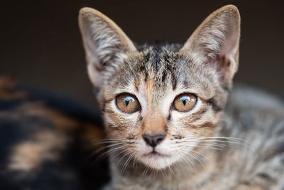 Close-up portrait of cat