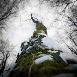 Close-up of frozen tree against sky