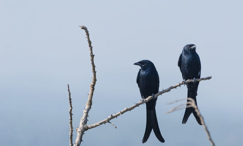 Low angle view of birds perching on tree against sky