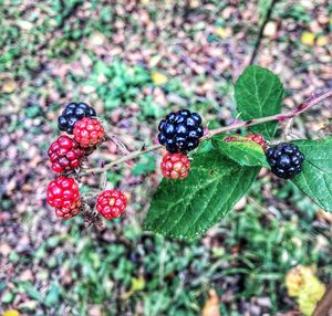 Close-up of berries growing on plant