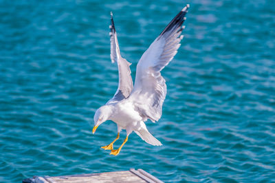 Close-up of seagull flying over water