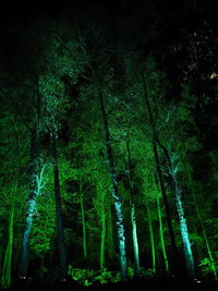 View of trees in forest