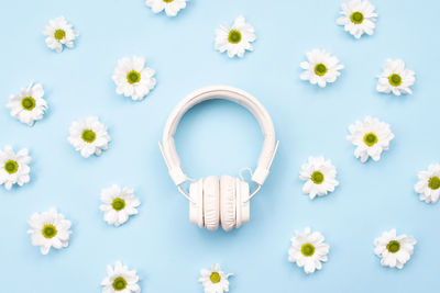 Fresh chamomile flowers on table with an earphones on blue backg
