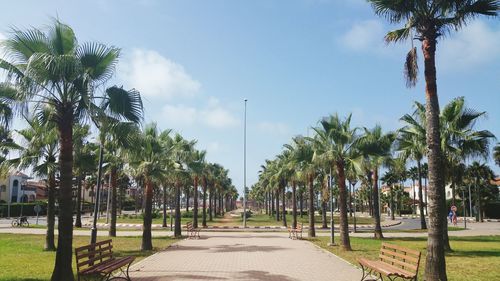 Street amidst palm trees against sky