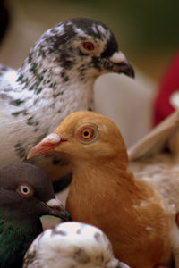 Close-up of bird