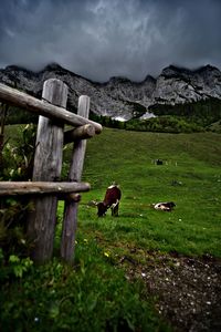 Cows standing on field in front of mountains 