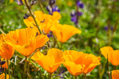 Close-up of yellow flowering plant on field