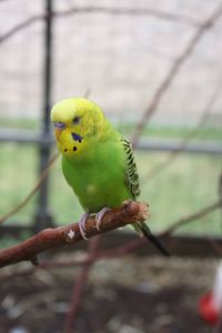 Close-up of parrot perching on branch