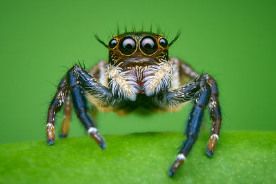 Close-up of spider