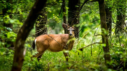 Deer in a forest