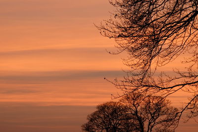 Silhouette of bare tree at sunset