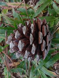 High angle view of pine cone on field