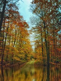 Scenic view of trees in forest during autumn