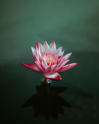 Close-up of pink water lily