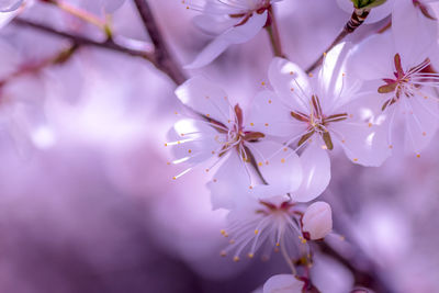 Close-up of cherry blossom