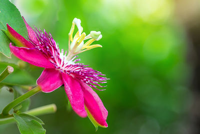 Close-up of pink flowering plant