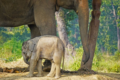 Baby elephant and mother elephant in elephant breeding center in chitwan national park