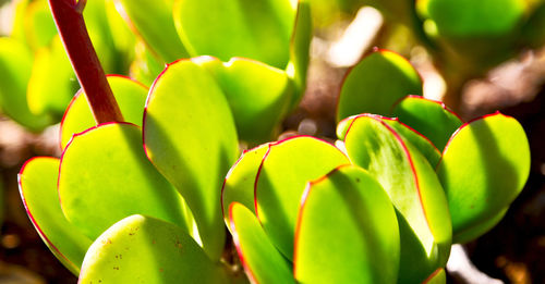 High angle view of succulent plant