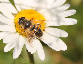 Close-up of bee pollinating white flower