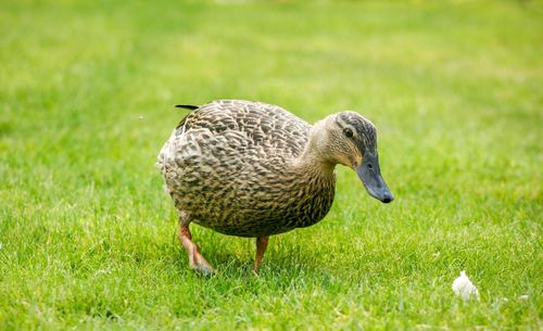 Close-up of duck on grass field