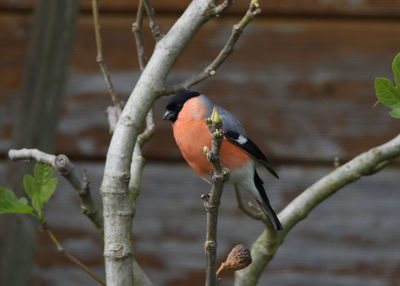 Close-up of bird perching on branch