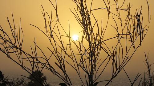 Close-up of silhouette tree against sky during sunset