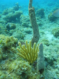 Close-up of fish underwater