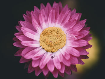 Close-up of pink flower against black background