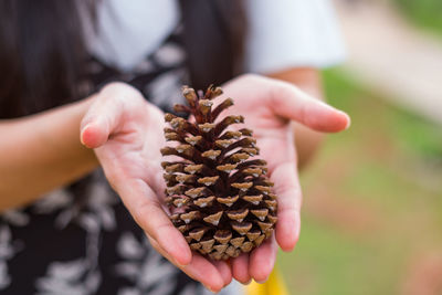 Close-up of hand holding pine cone