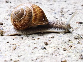 Close-up of snail