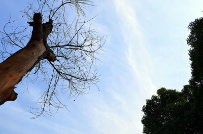 Low angle view of trees against sky
