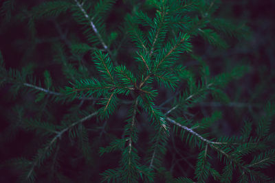 Close-up of pine tree