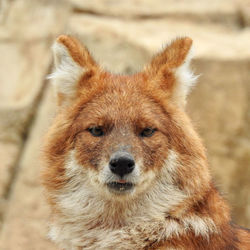 Close-up portrait of dog