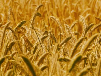 Close-up of wheat growing on field