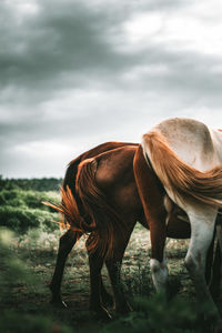 Horses standing in a field.