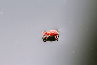 Close-up of red flower over white background