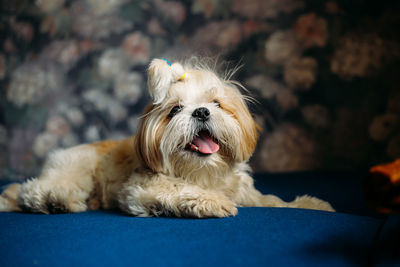 pet