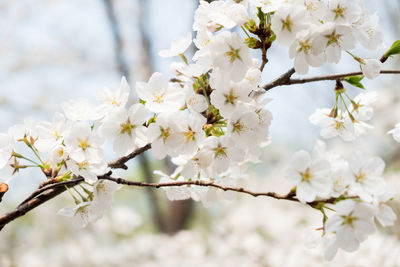 Close-up of cherry blossoms in spring