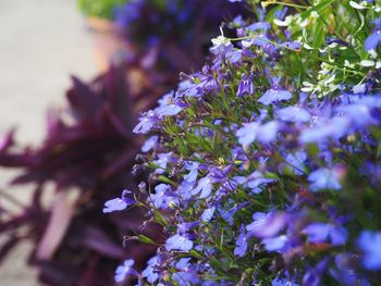 Close-up of purple flowering plant