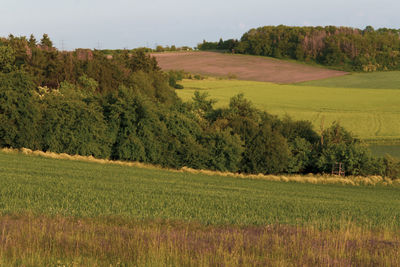 Scenic view of agricultural field against sky