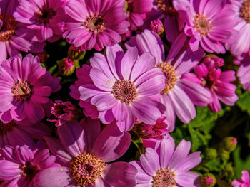 Close-up of pink flowering plants