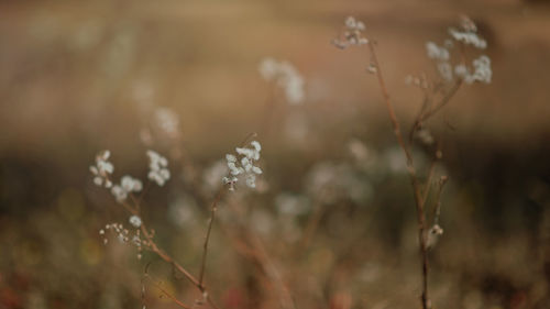 Close-up of flowering plants on field